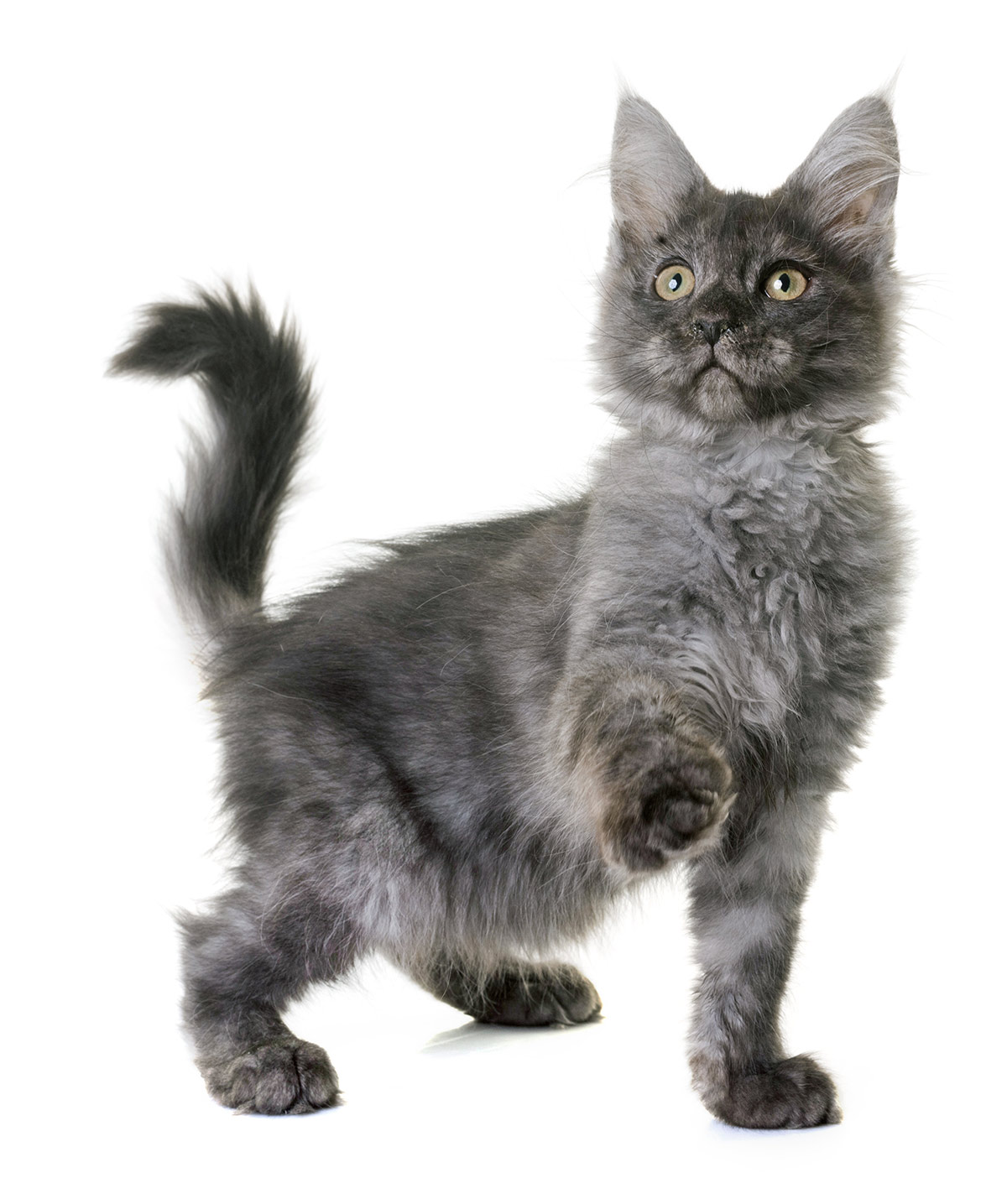 Gray Maine Coon photos