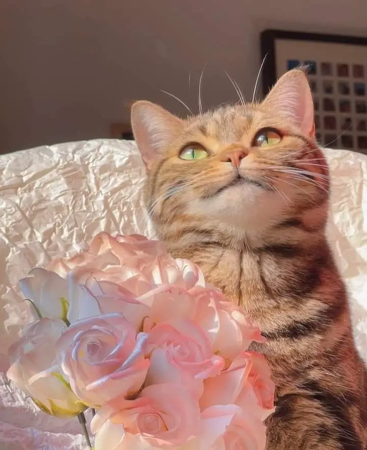 Introducing Cloud, the cat who loves flowers.thi