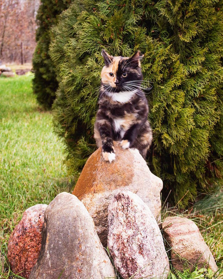 yana two-faced cat chimeric