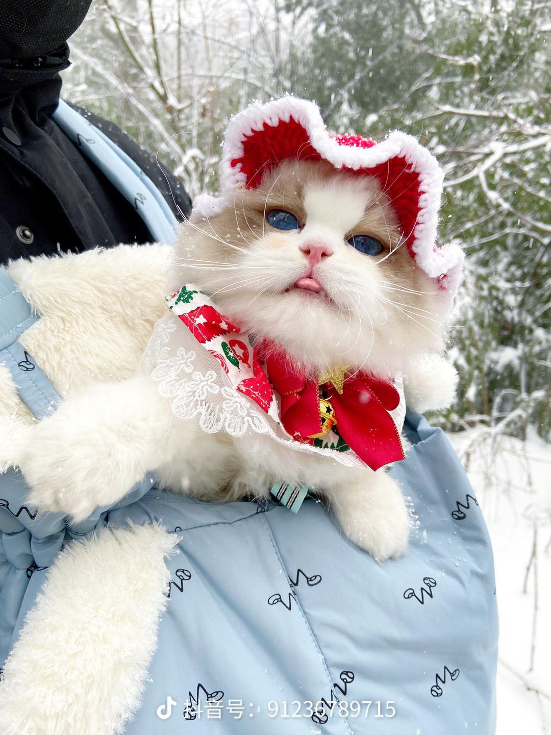 Introducing the cat nicknamed “Snow Princess” on social media with her stunning blue eyes.