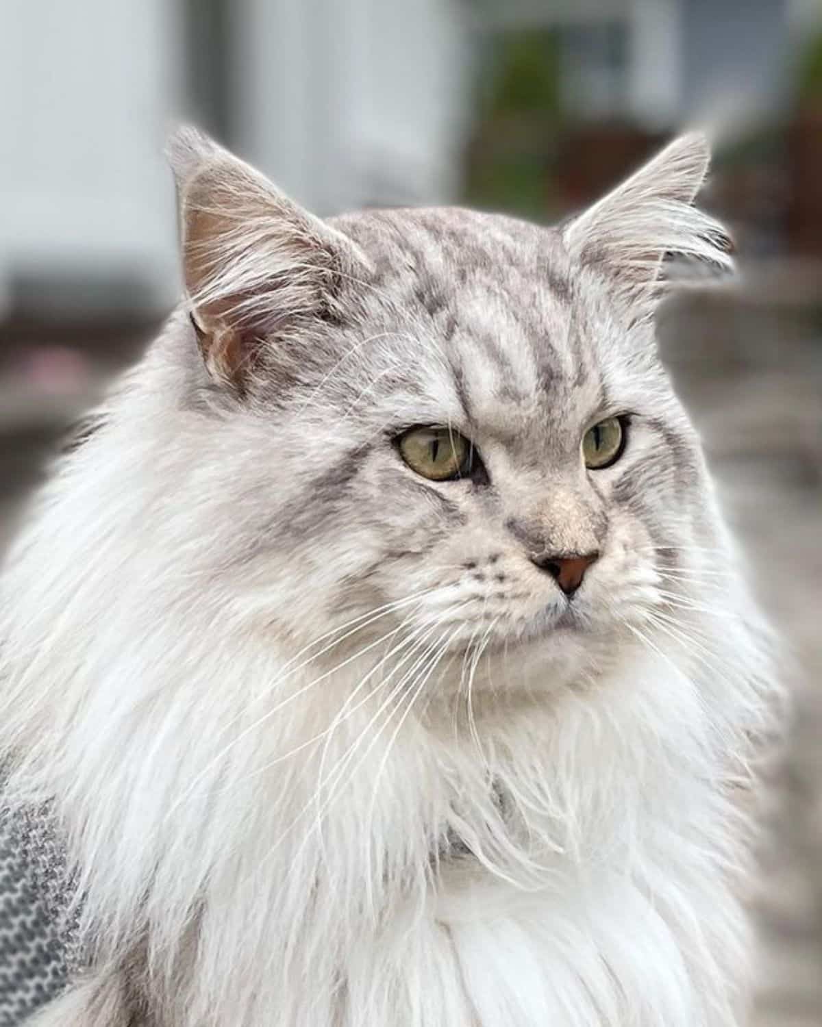 A close-up of a fluffy gray maine coon.