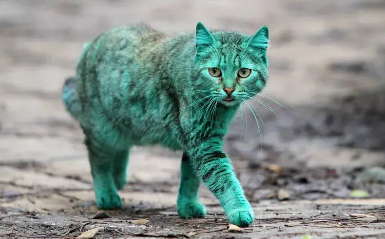 “The Tale of the Color-Changing Cat: How an Emerald Feline Wandered Through a Bulgarian Town and Found its True Hue”