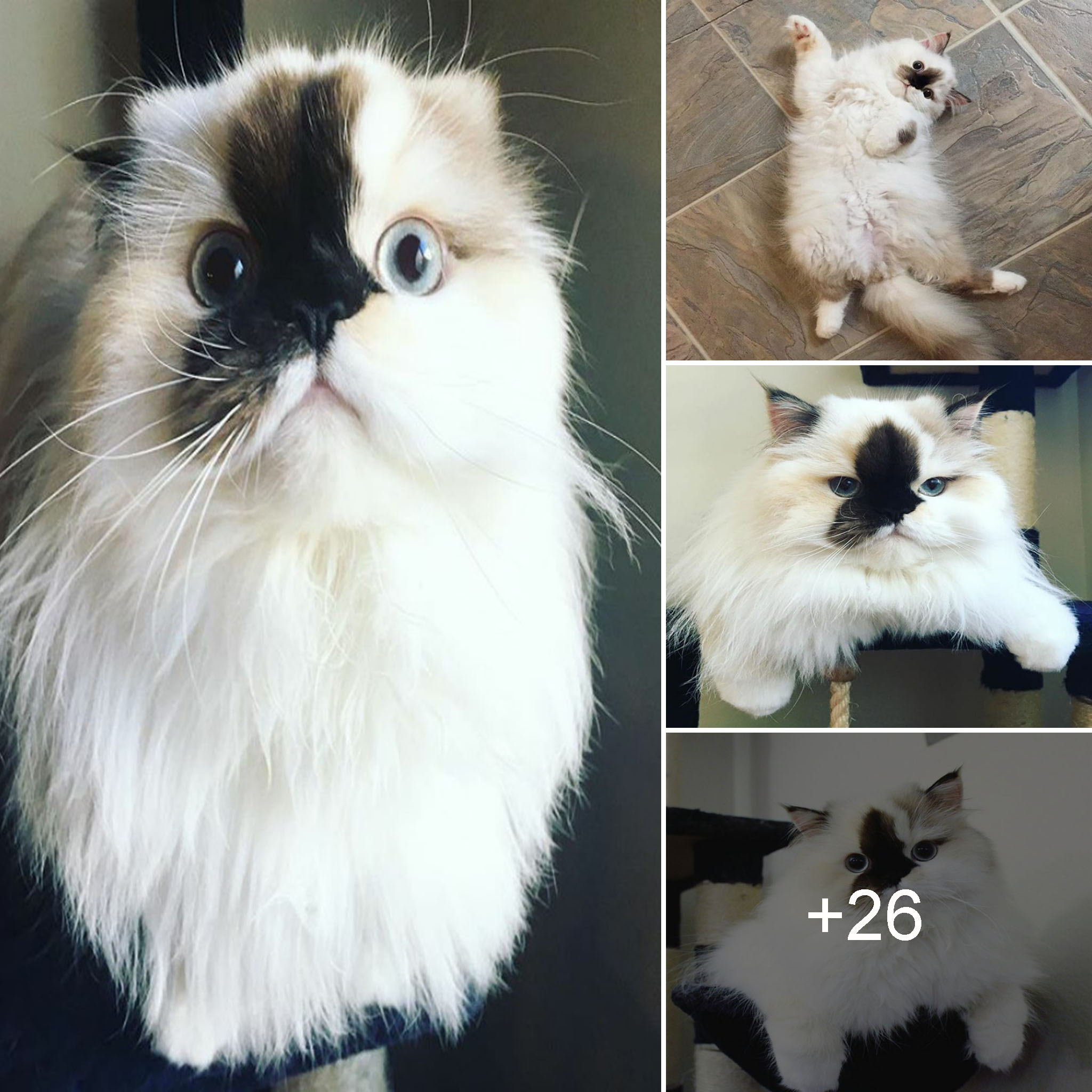 Meet Smudge: The Ink-Dipped Himalayan Kitty Who Became an Instant Instagram Sensation.NgocAnh