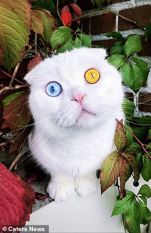 Scottish Fold cat Joseph, two, was adopted by Evgenii Petrov, 29, who lives in Saint Petersburg, Russia