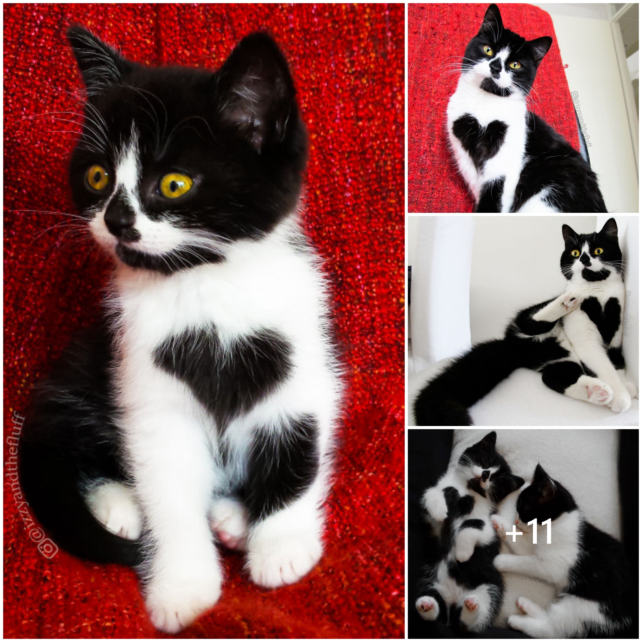 NT. Meet Zoe: The adorable cat with a perfect heart-shaped patch on her chest enchants people with its overwhelming cuteness.