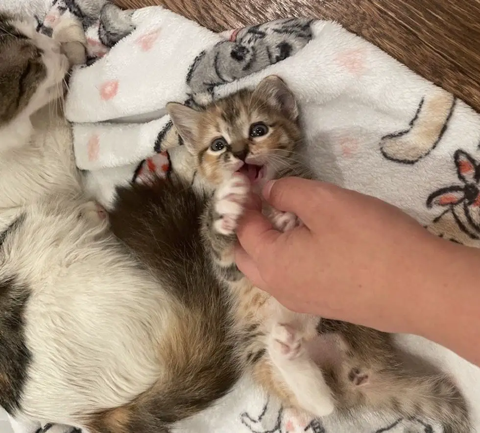 playful kitten wrestling