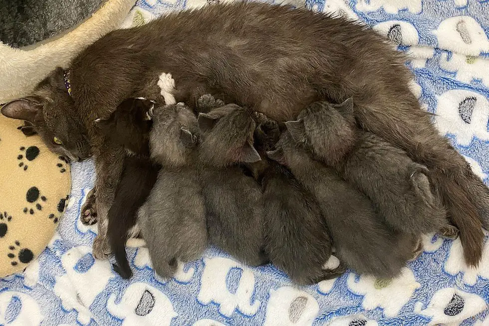 cat mom nursing kittens