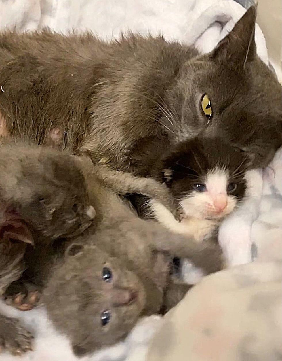 cat snuggling kittens