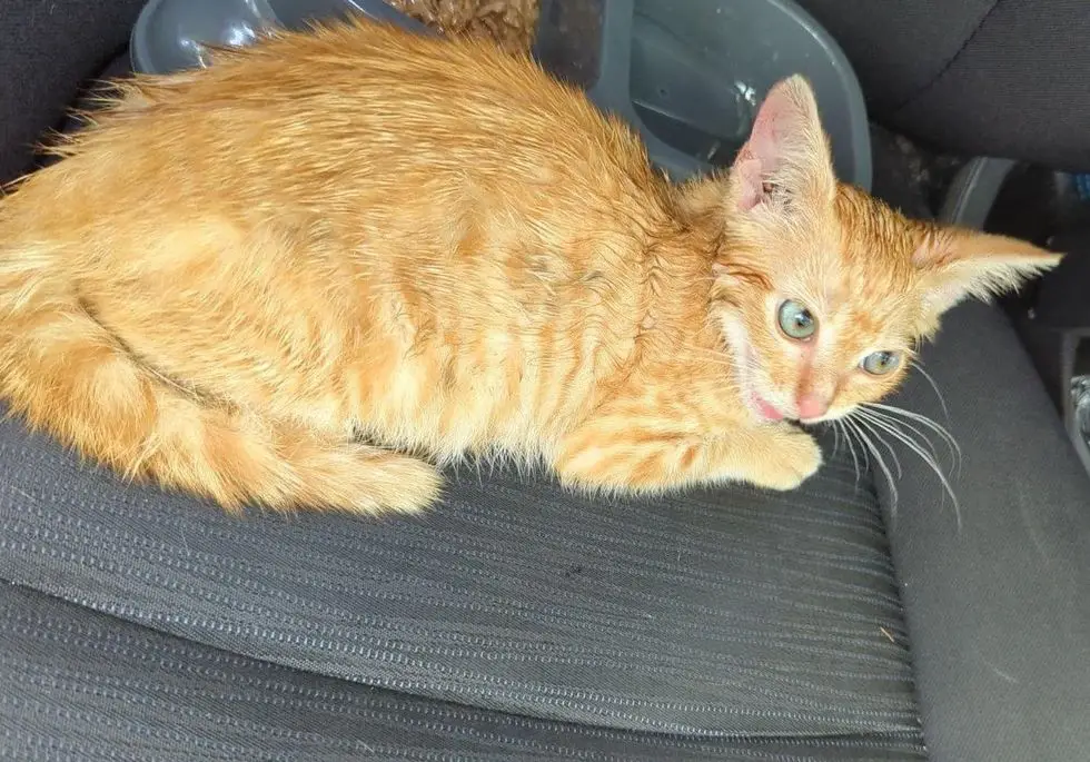 ginger stray kitten