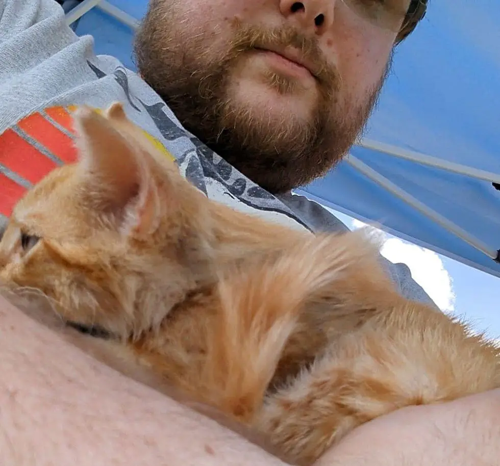 stray kitten snuggles