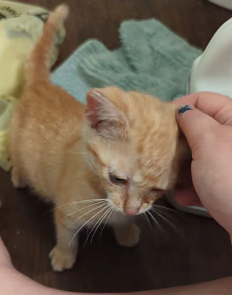 ginger tabby kitten monty