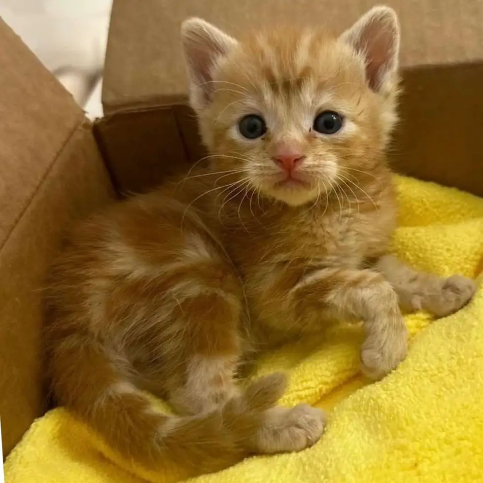 ginger tabby kitten