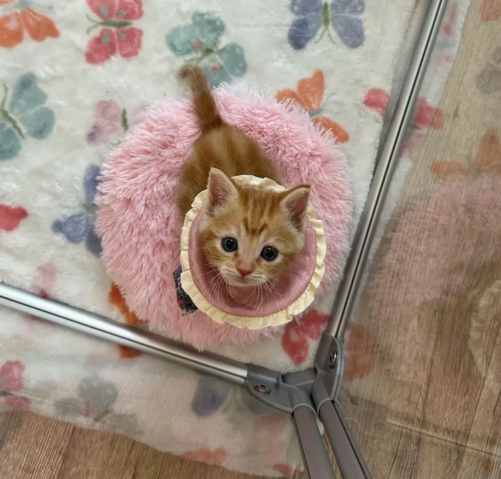 kitten in guinea pig cone