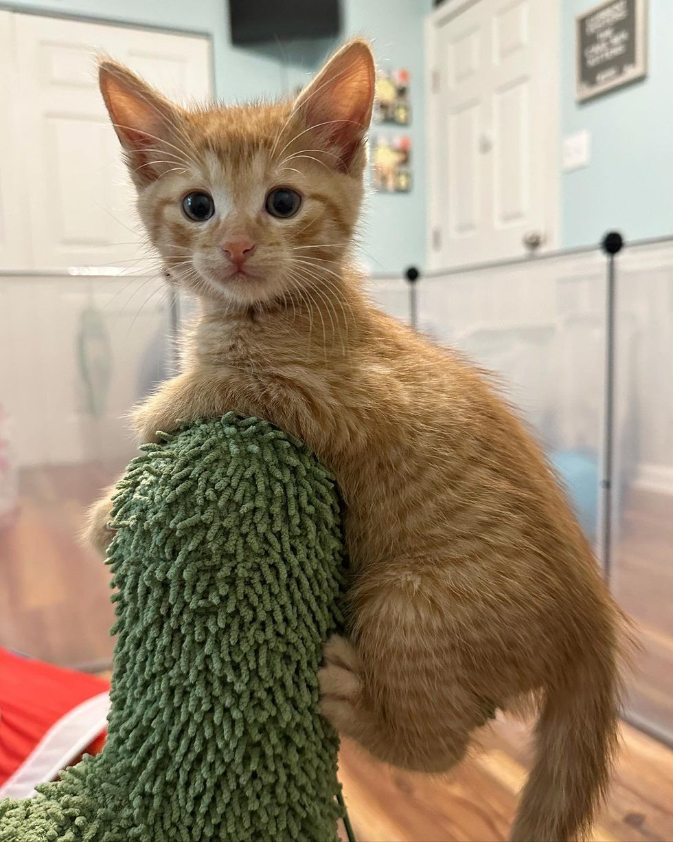 kitten climbing tree