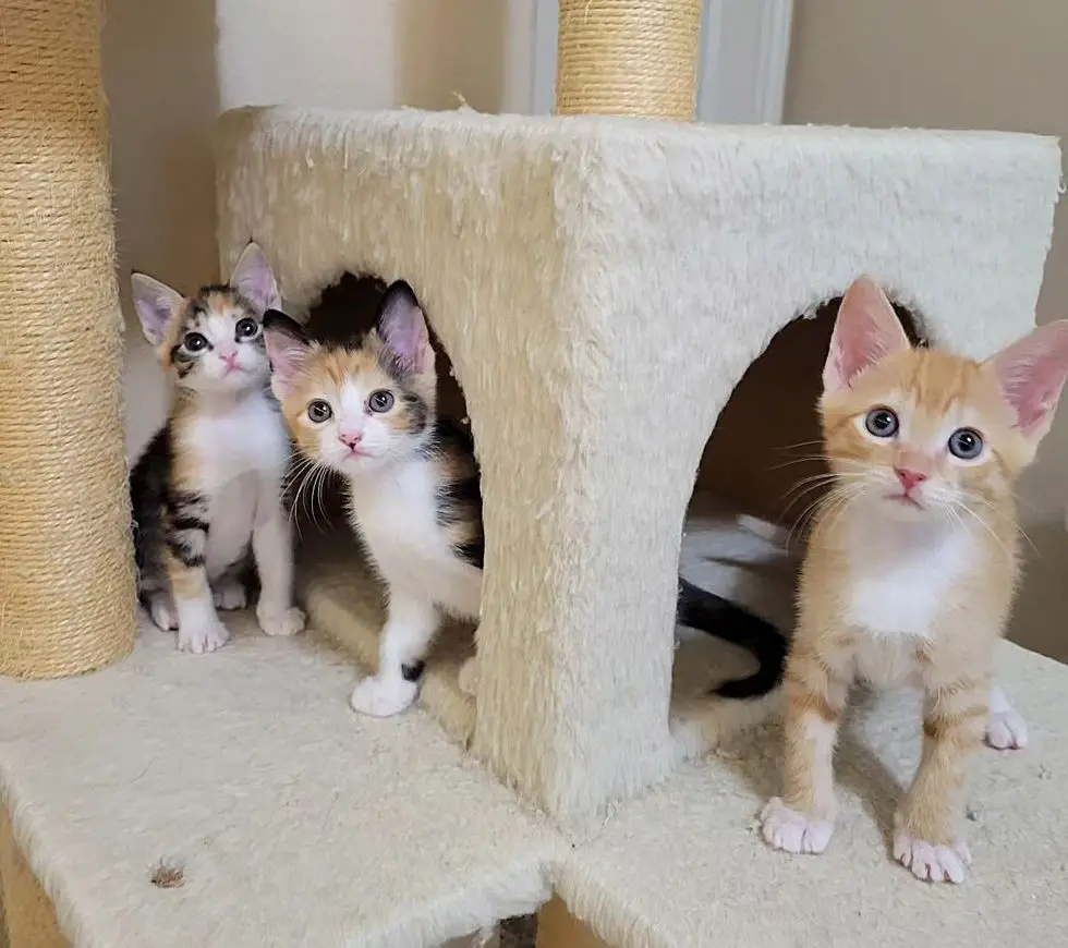 kittens cat tree, calico kittens