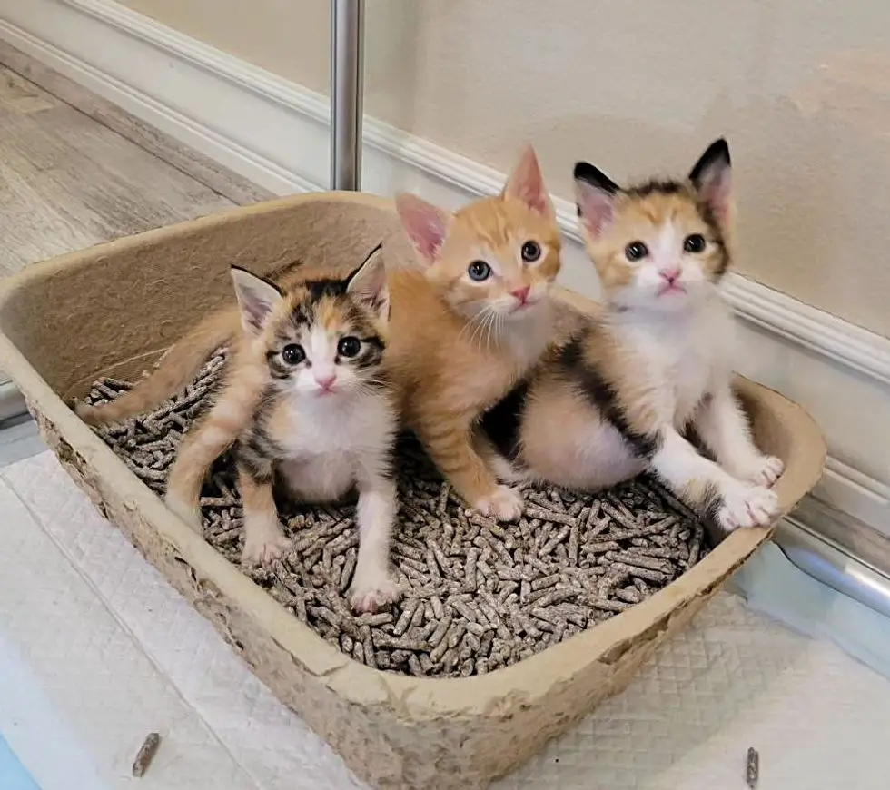 kittens in litter box