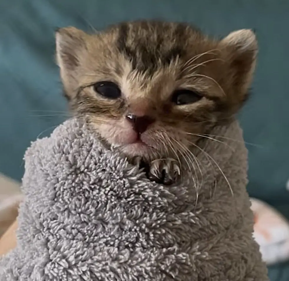 kitten purrito sweet