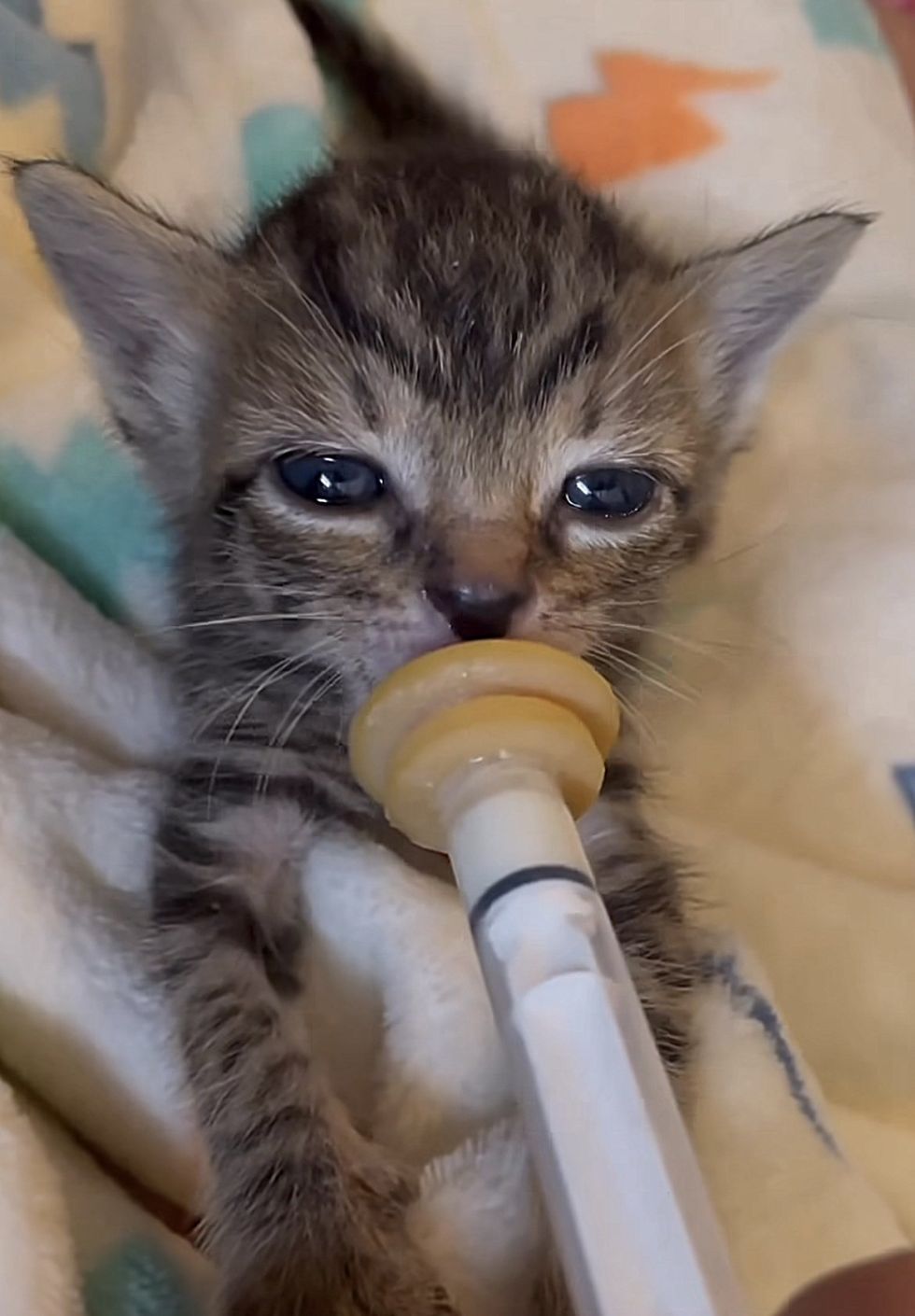 kitten bottle feeding