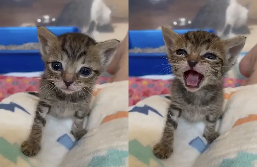 tiny tabby kitten