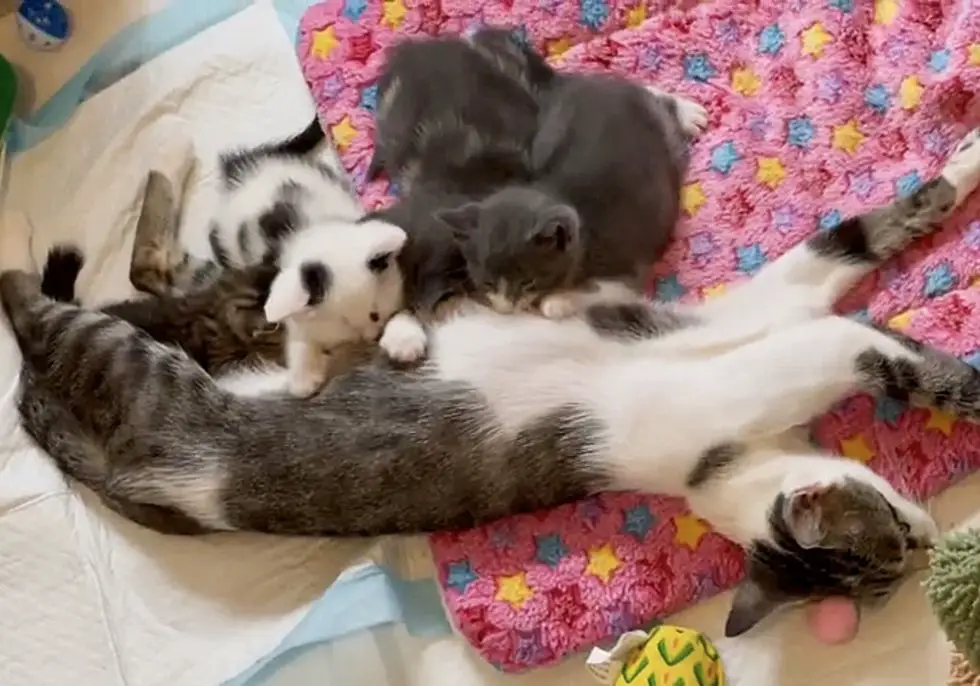 cat mom nursing kittens