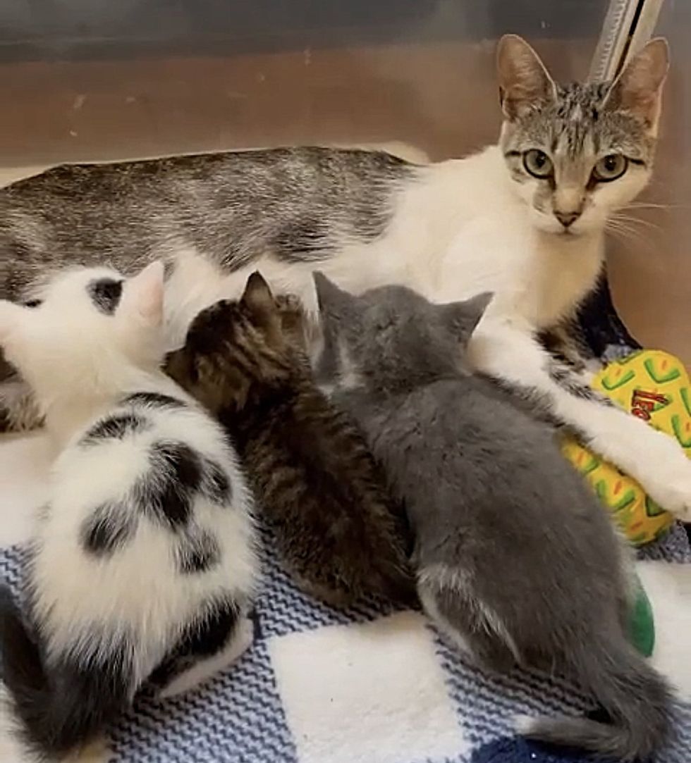 kittens nursing on cat