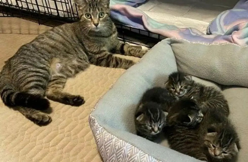 cat mom kittens tabby