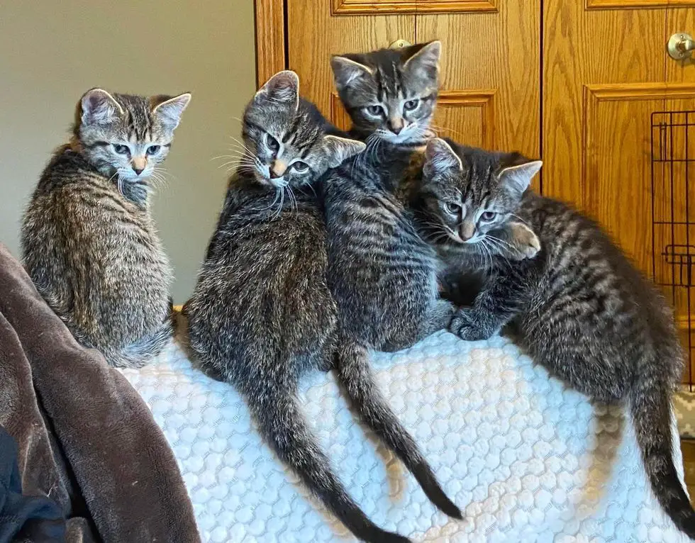 tabby kittens littermates