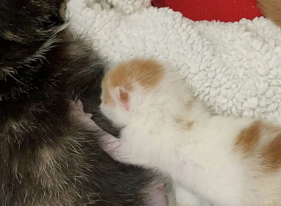 kitten nursing on cat