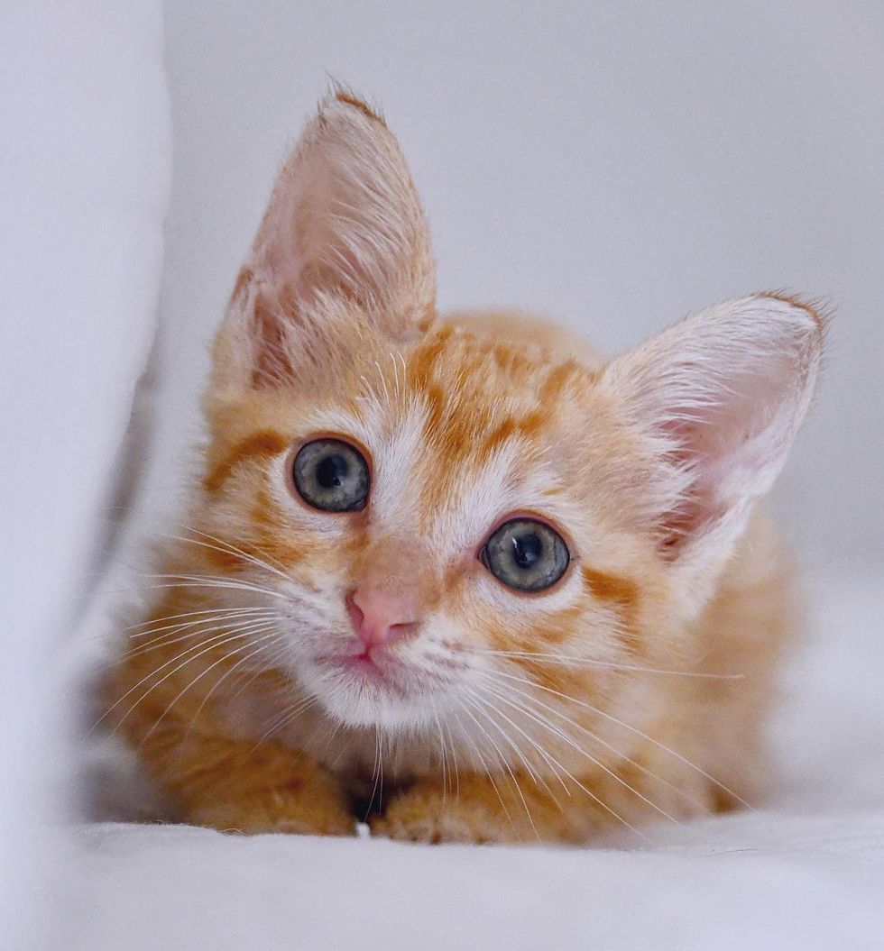 ginger tabby kitten