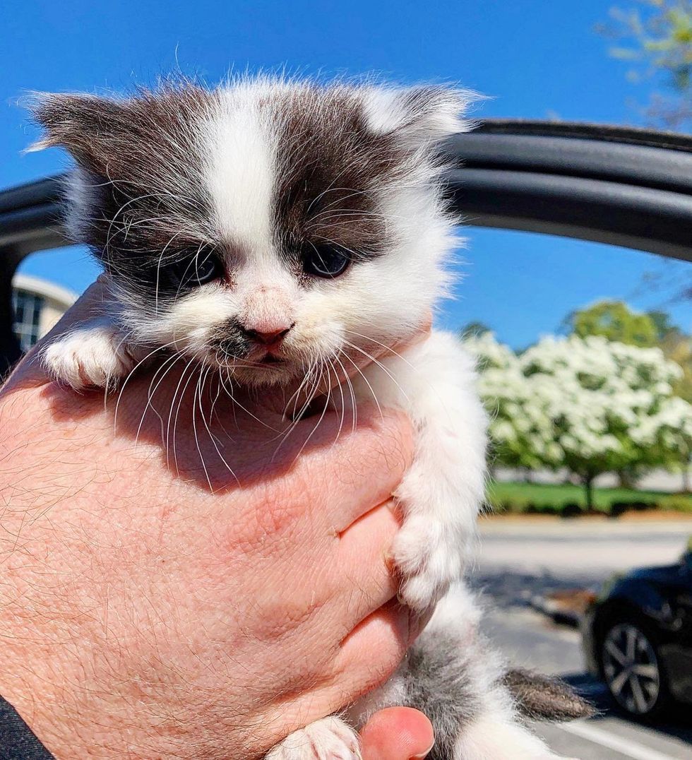 kitten fluffy rescue