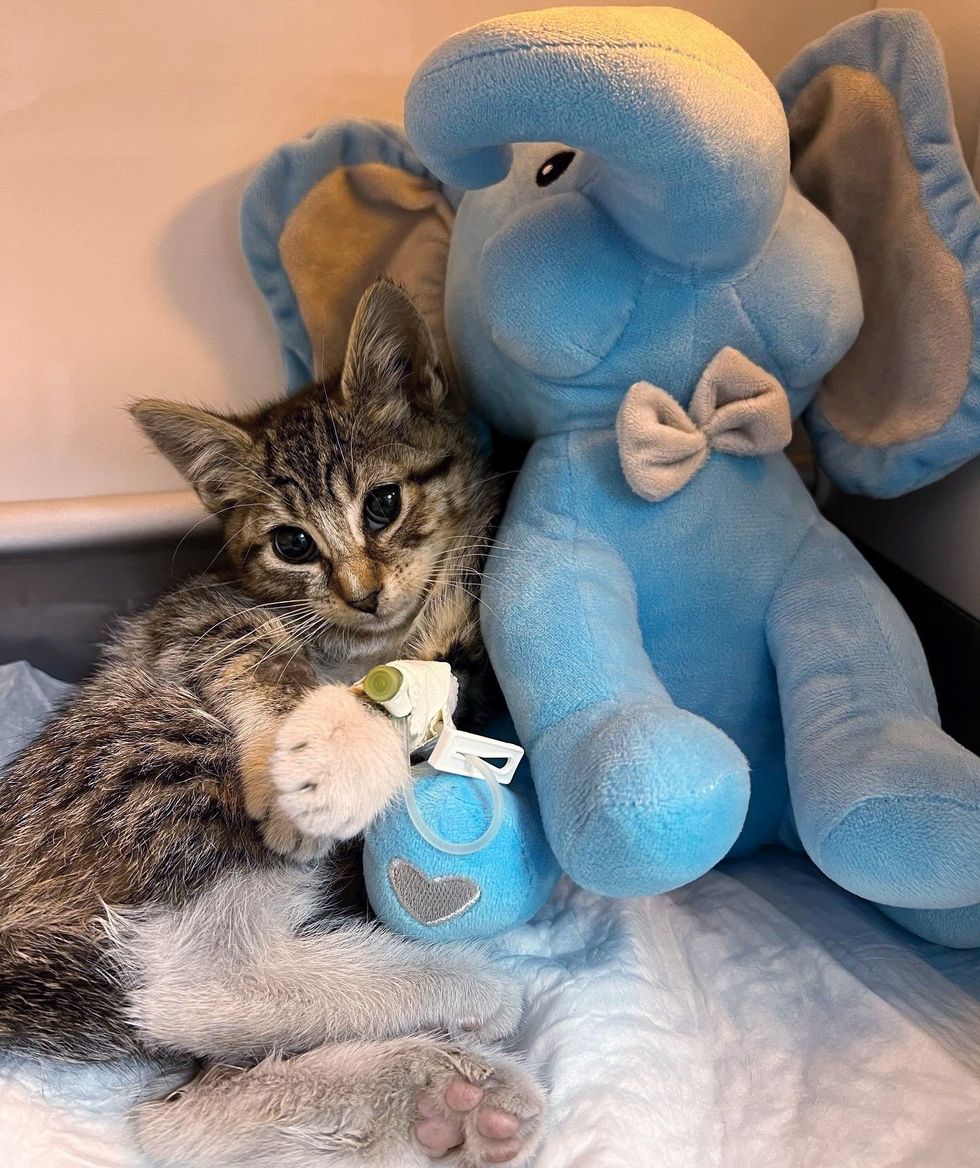 kitten snuggling plush