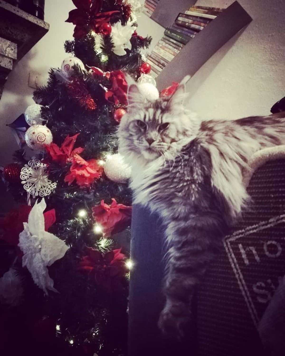 A fluffy gray maine coon lying on a sofa next to a christmas tree.