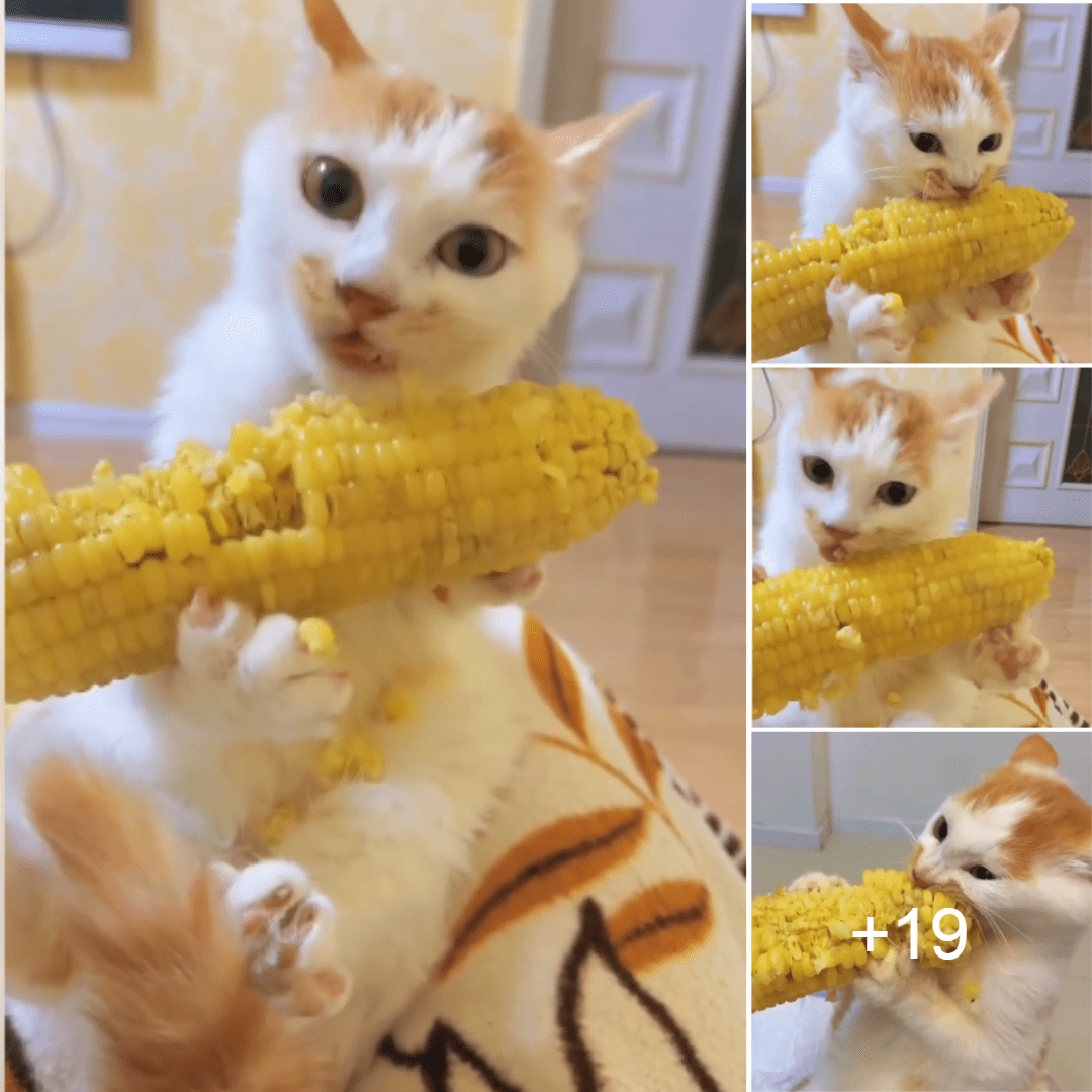 Let’s Explore Tux, A Cat With A Unique Hobby, Who Loves Corn More Than Fish.