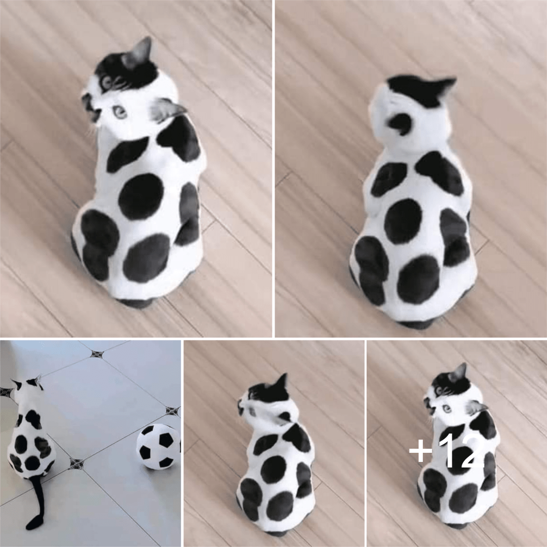 Meet Bon, a Unique-Coated Cat Taking the Internet by Storm with His Ball-Like Appearance