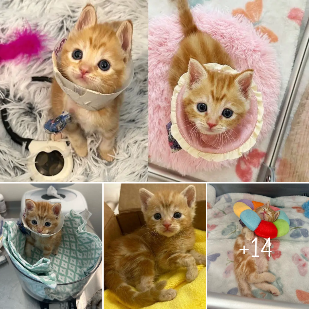 Kitten is So Small that He Wears a Guinea Pig Cone After Getting His Leg Fixed