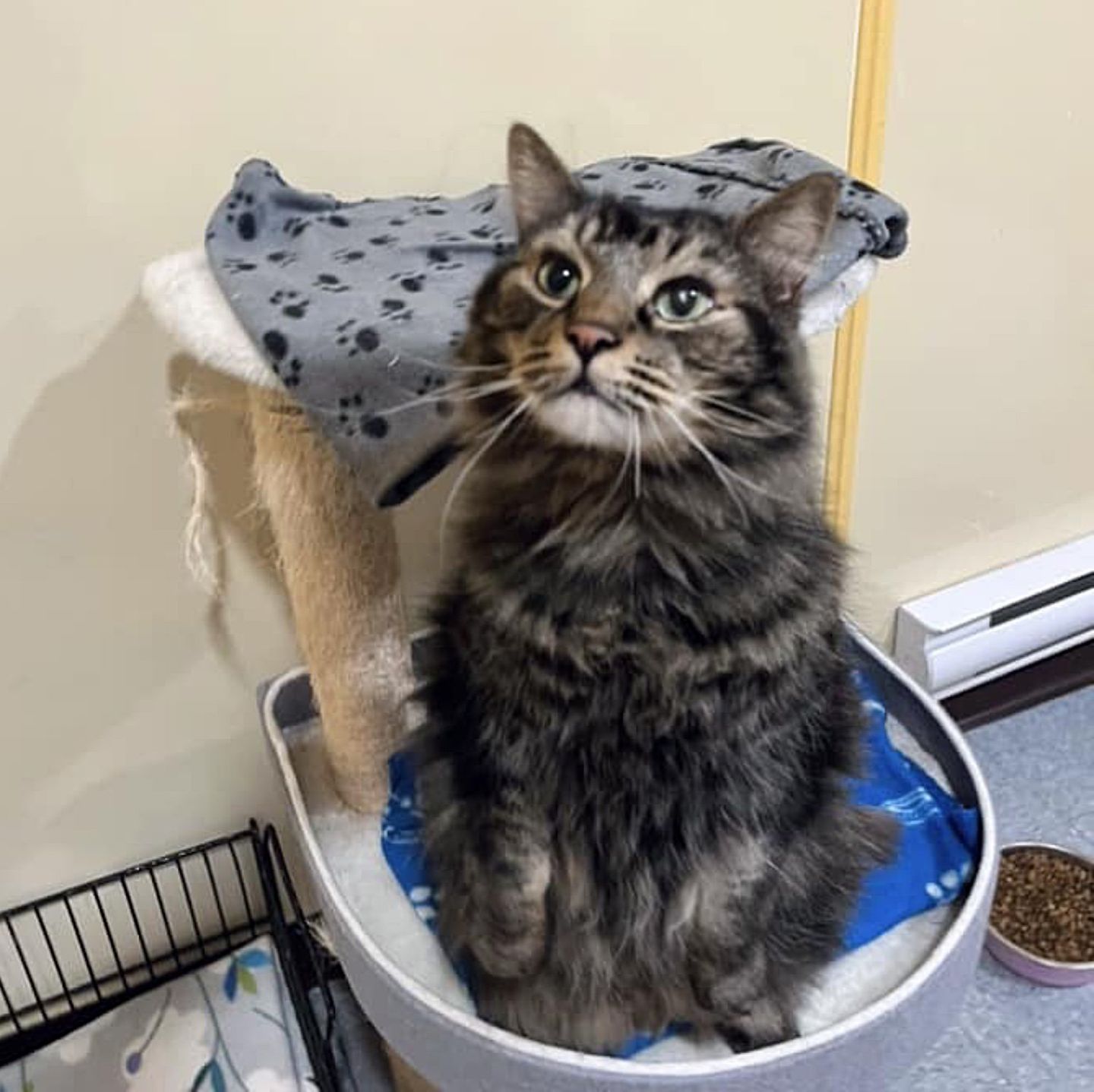 shelter cat meerkat