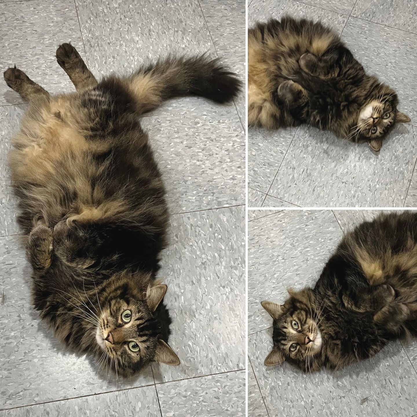 tabby cat fluffy belly