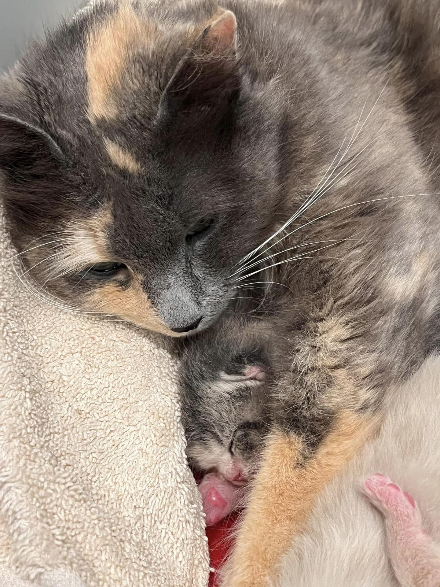 cat hugs kitten tiny