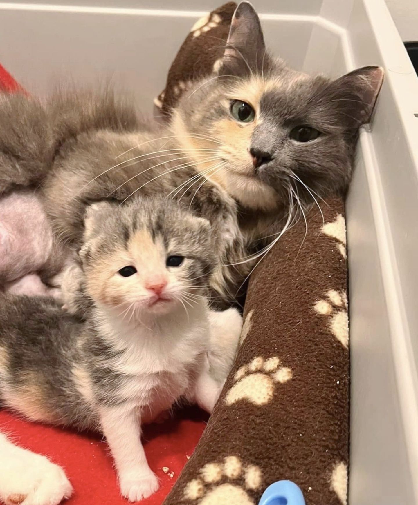 sweet calico cat kitten