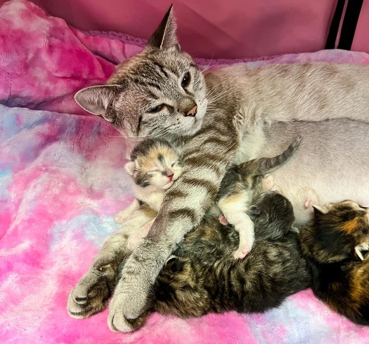 cat hugs kittens