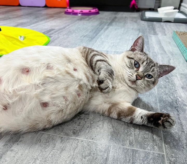 pregnant cat willow