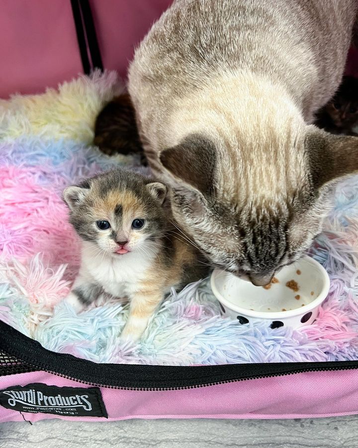 calico kitten cat