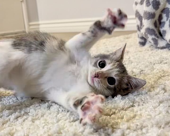 kitten jazz hands playful