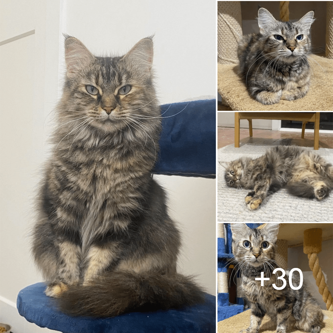 Cat Taken Out of Kennel with Kittens and Given Safe Place, She Truly Transformed with a Few Months of Change