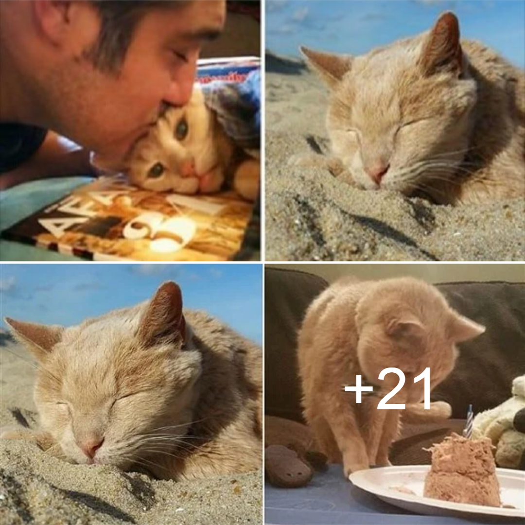 Abandoned Senior Cat Finds Loving Home – And His Life Is Just Beginning!