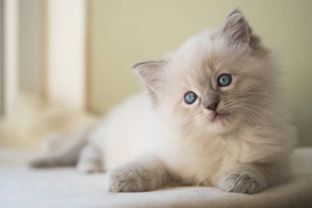 Ragdoll Kitten