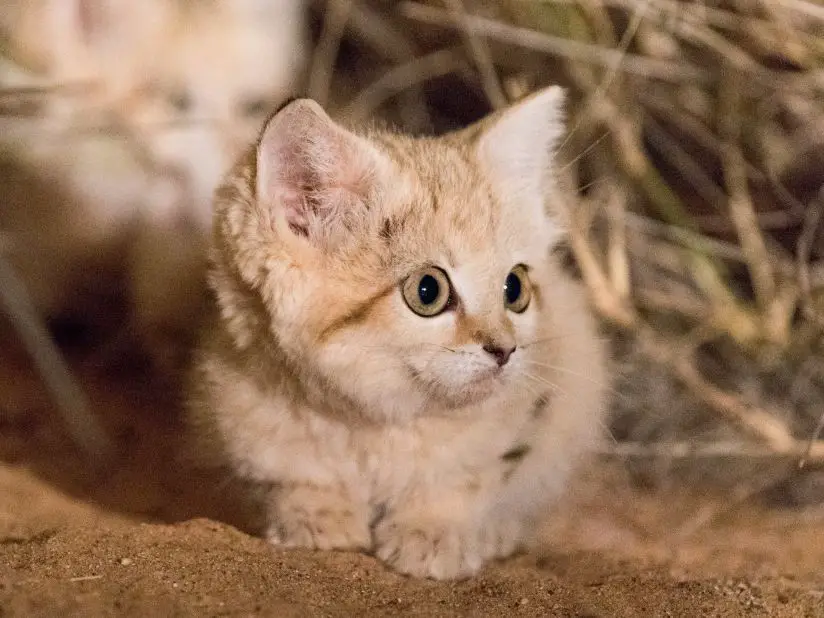 iilla. Discover the Elusive Sand Cat: A Fascinating Feline of the Desert .iilla