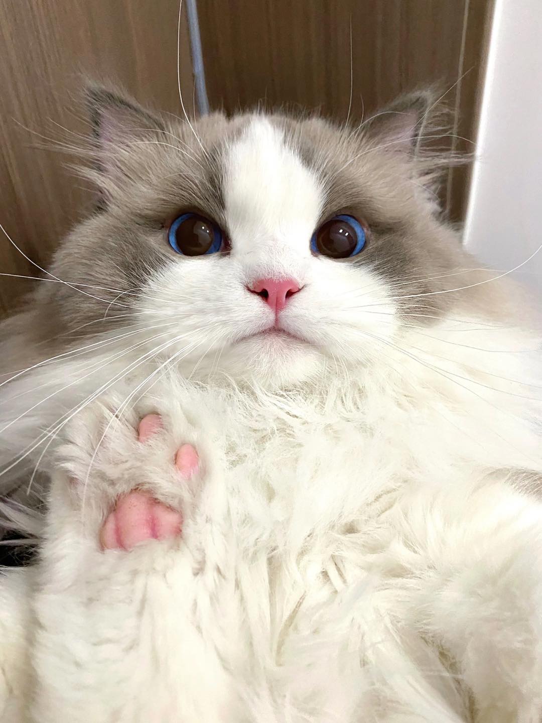 Up close with the unique green eyes of the famous cute cat on social media.