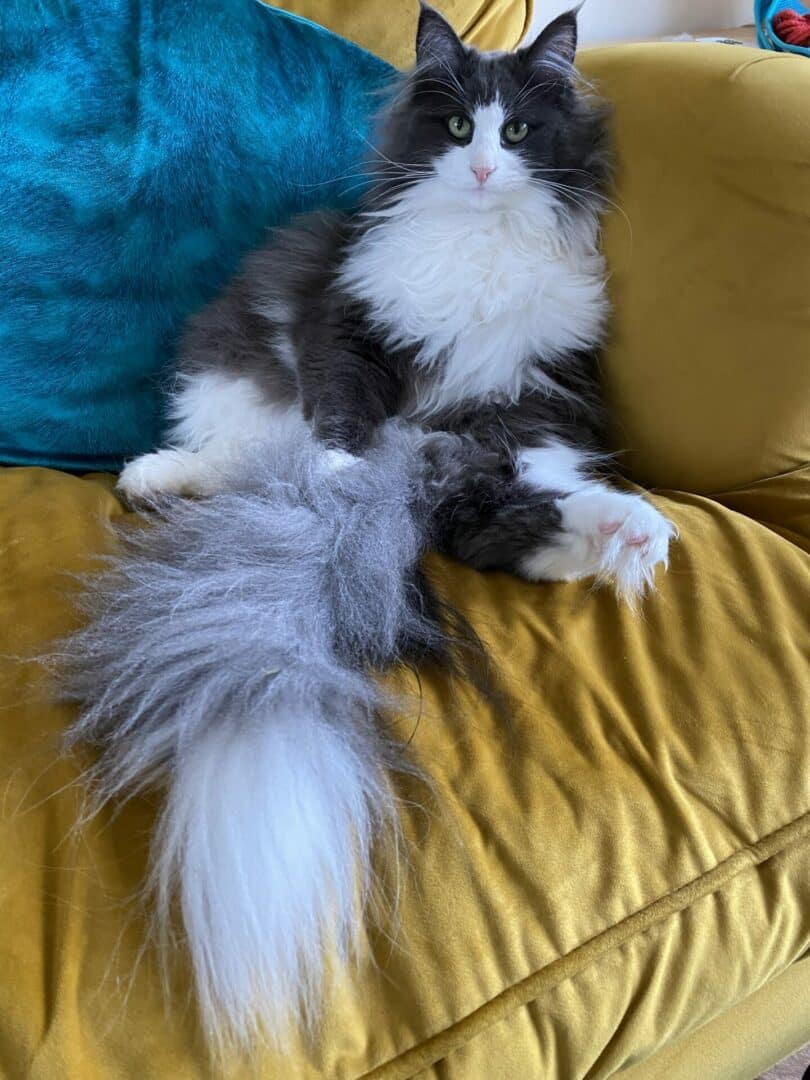 Norwegian Forest tuxedo cat