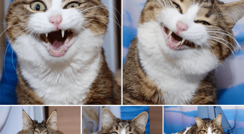 iilla. “Laugh Along with the Internet’s Quirkiest Cat: Discover the Hilarious Facial Expressions and Distinctive Personality of this Feline Star” .iilla